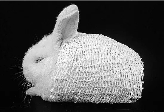 神奇！浙大教授造“北极熊”马甲，成功从红外线成像设备中隐身