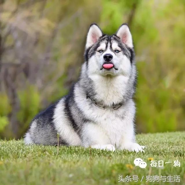 哈士奇西伯利亚俄罗斯,哈士奇西伯利亚雪橇犬