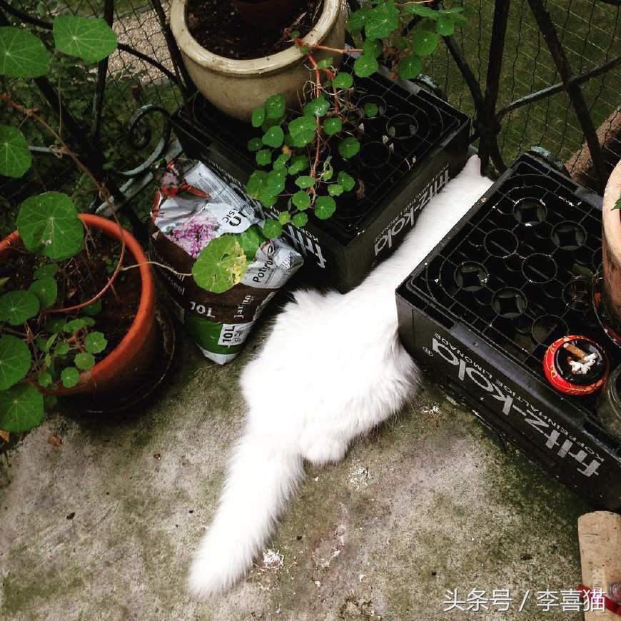 喵星人可是一个很神奇的物种,喵星人真的是一种神奇的物种