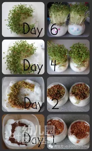 幼儿园春天植物角摆台,幼儿园植物角创意布置图片大全集