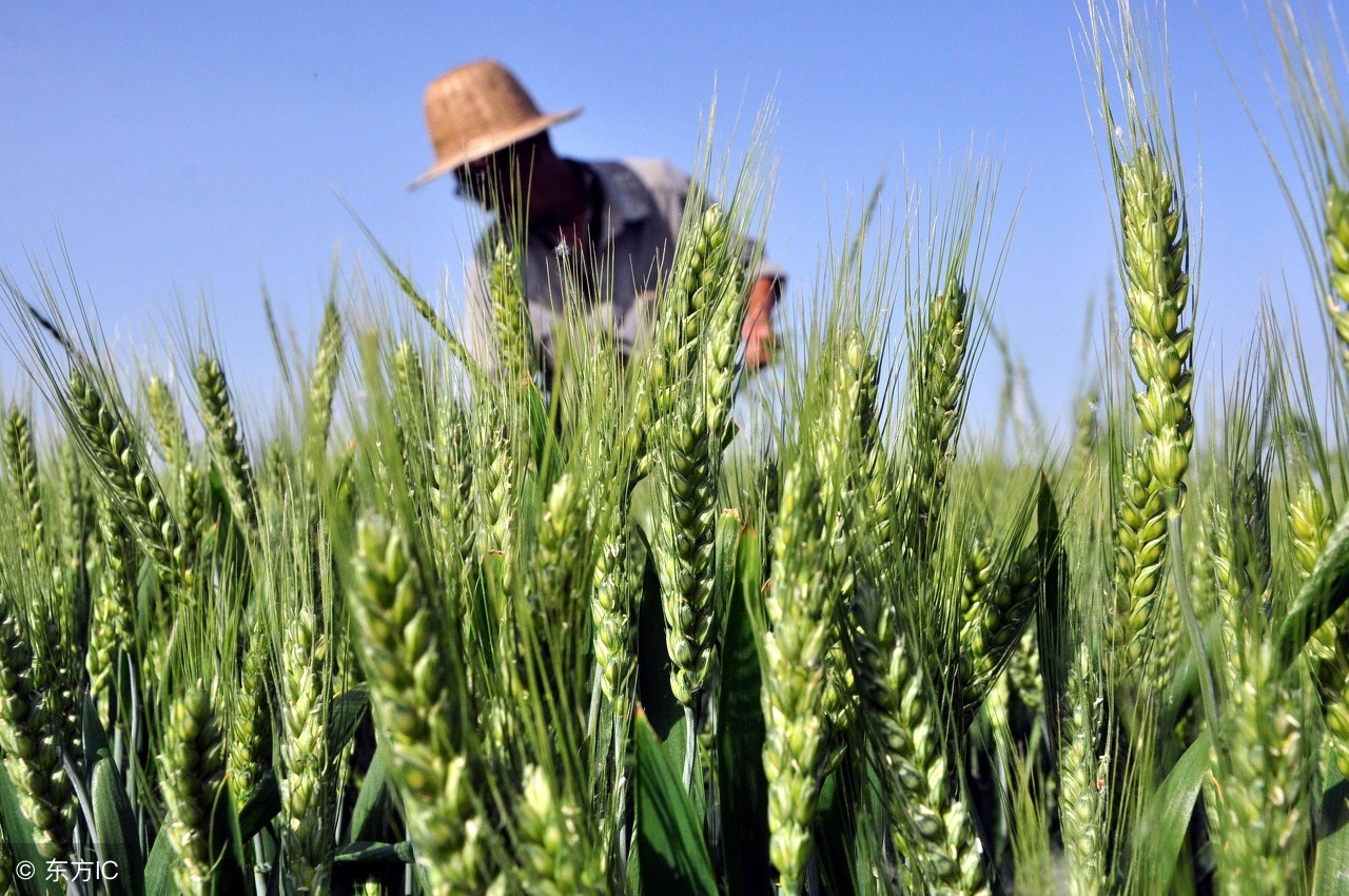 古代人吃狗的传统,中国古代人吃什么农作物