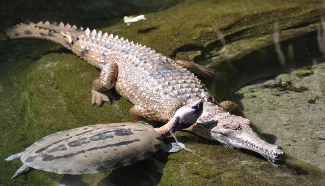 我滴个龟龟,我滴龟龟什么意思