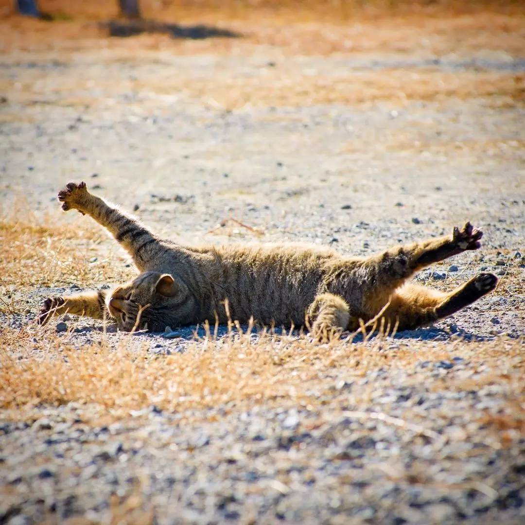听说你骨折了，要不要我的猫给你治一下？