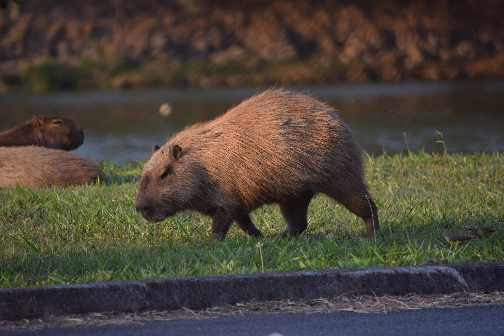 仓鼠必须要用磨牙棒吗,什么是仓鼠专门磨牙的