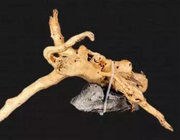 杜鹃根的采集和处理方法-水草缸造景