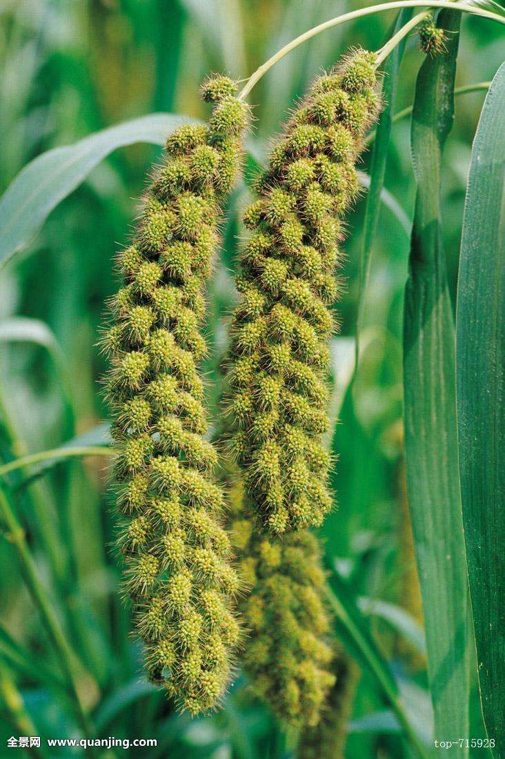 古代人吃狗的传统,中国古代人吃什么农作物