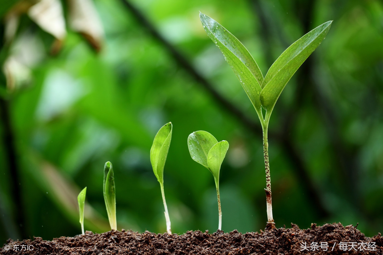 植物生长剂的正确使用方法,植物生长的抑制剂和促进剂
