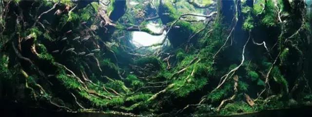 杜鹃根水草缸图片和视频,杜鹃根造景需要素材在哪里