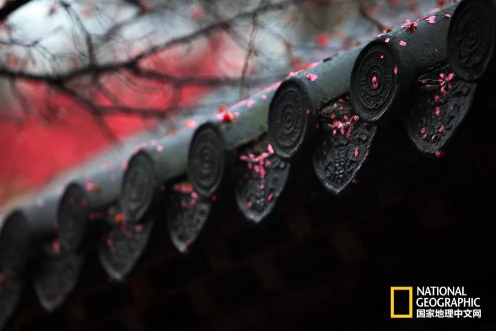 错过需再等一年！来南京看万株梅花海“淡粉宫妆”！