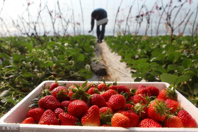 天津家庭农场申请条件和注册流程,安徽省申请家庭农场注册条件