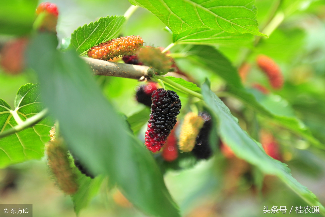 正在成熟的桑果有哪些,桑果熟了来采摘