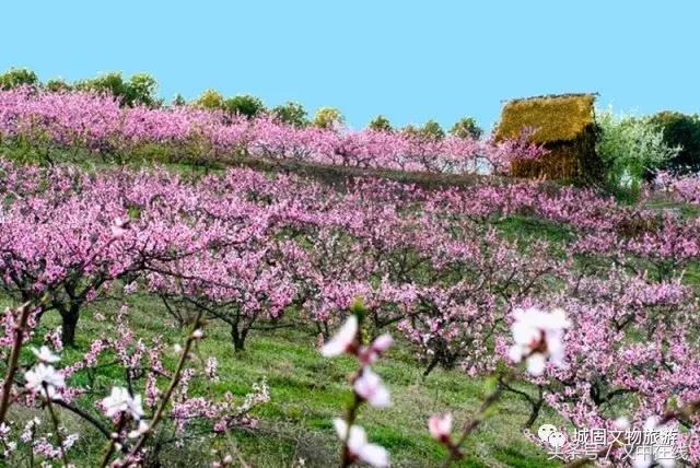万物复苏春暖花开适合去玩的地方,花开的季节大家快来看风景