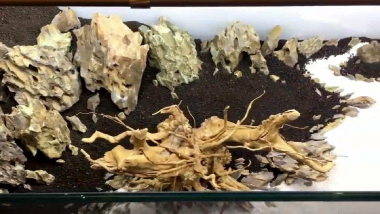 鱼缸微景观的方法和技巧,桌面鱼缸造景新手教程