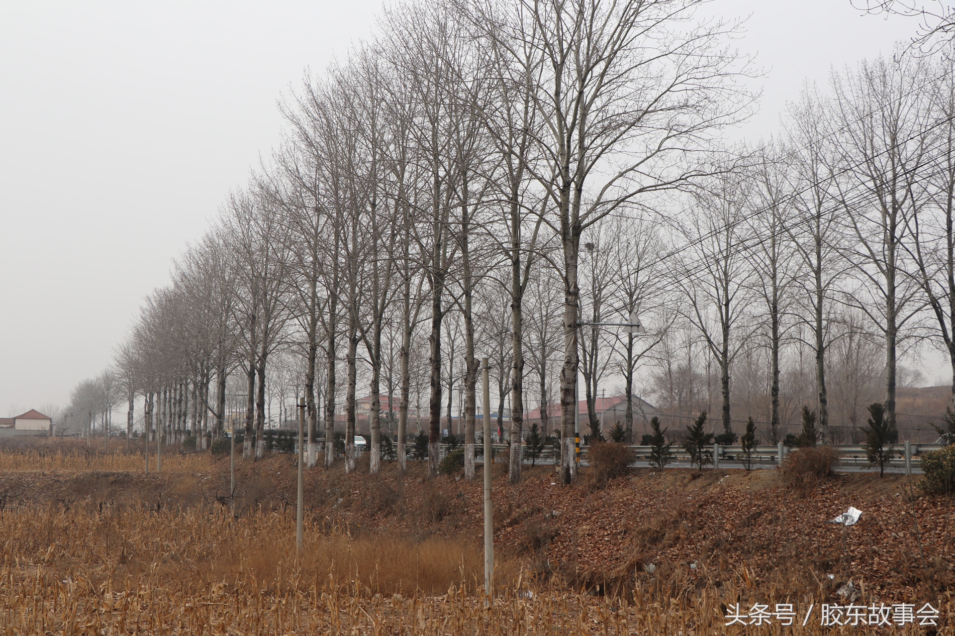 烟台栖霞区地貌,烟台栖霞海拔高度是多少