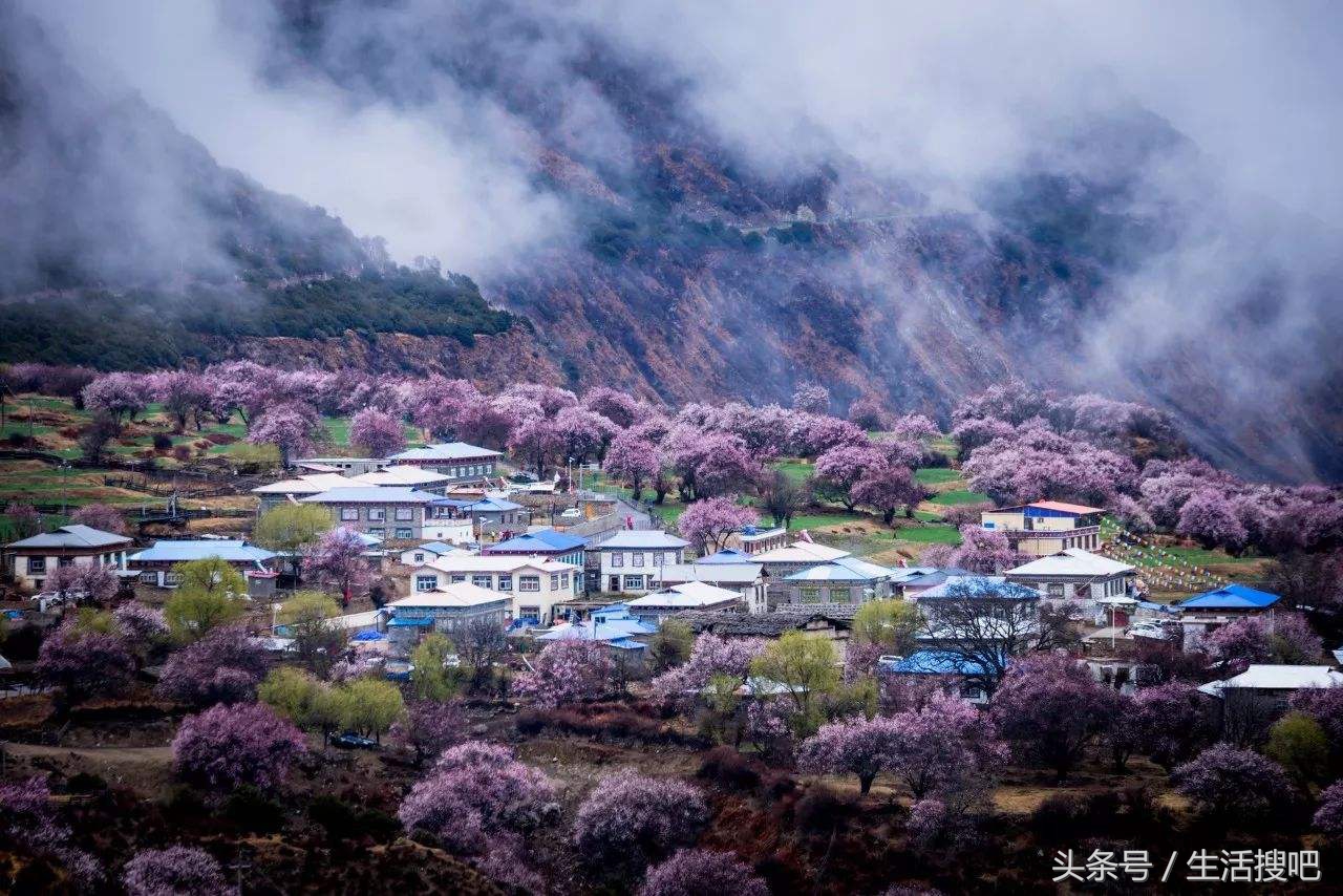 西藏林芝雪域桃花季,中国最美的春天西藏林芝桃花季