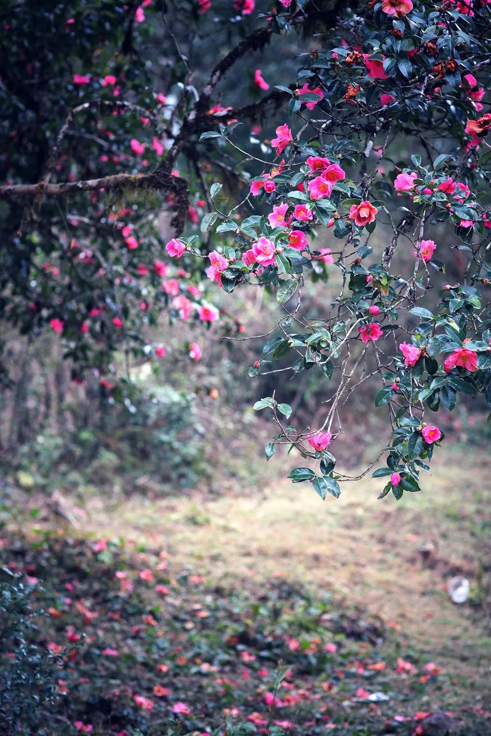 如何在腾冲去各个景点,到了云南腾冲有什么好玩儿的