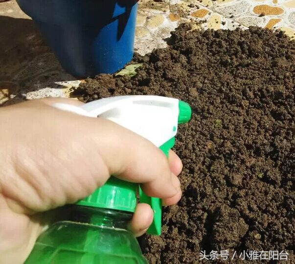 怎么给花土消毒除虫,种花前如何对花土消毒