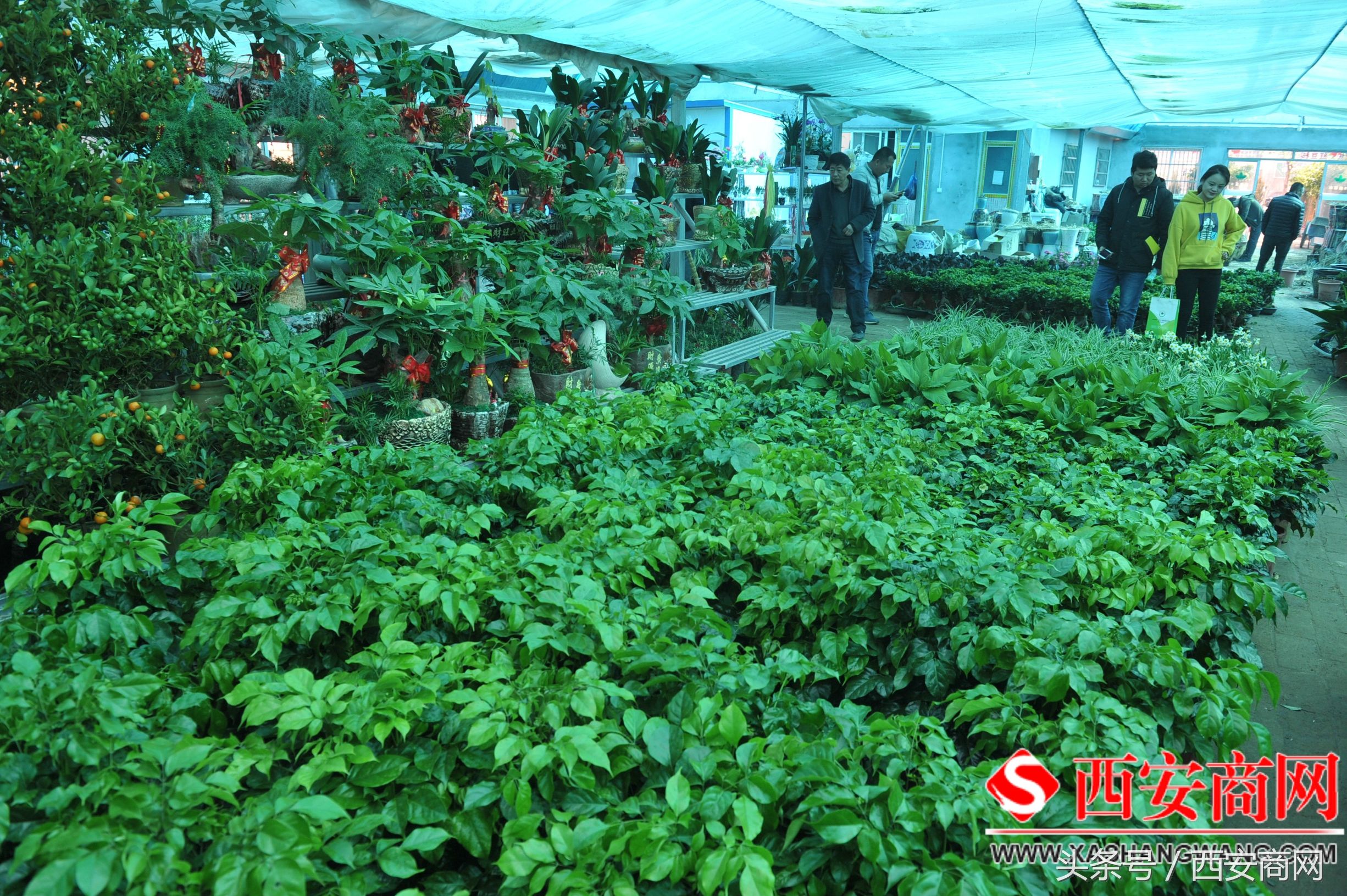 2024年周至苗木交易平台,苗木花卉销售合同书