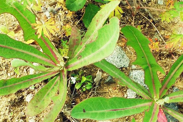 农村常见100种野花图片及名称,农村常见的50种野花名字