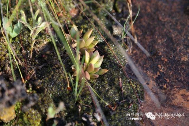 必看|台湾是中国的,多肉是世界的!
