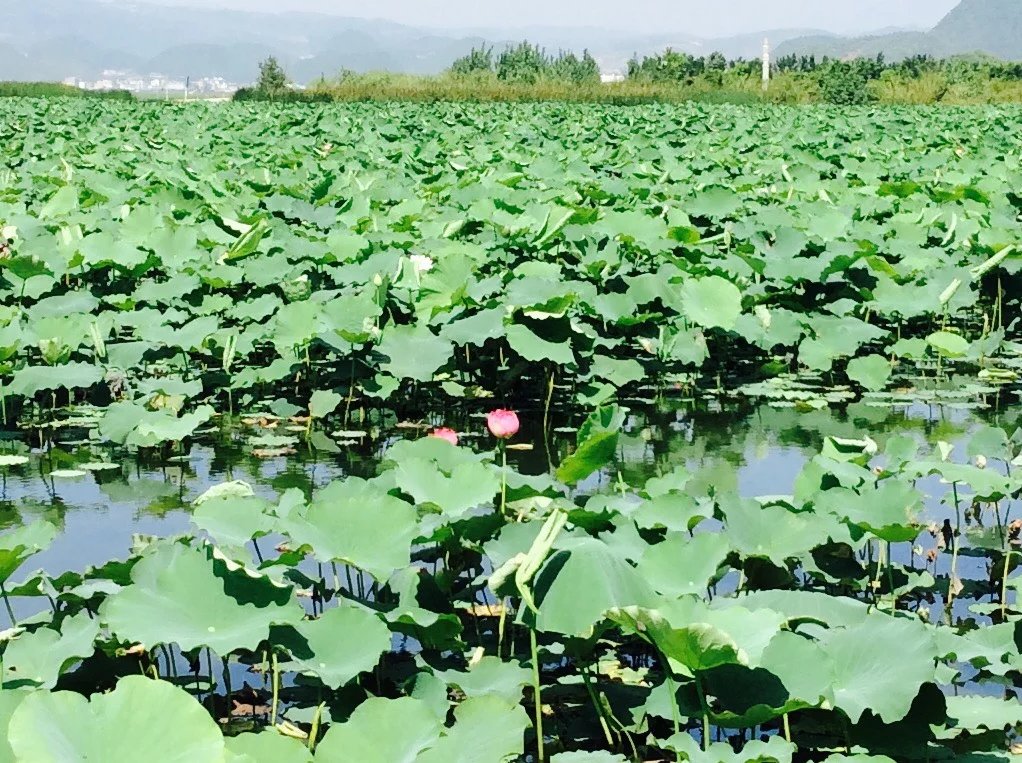 7月慢享时光，请不要放过普者黑