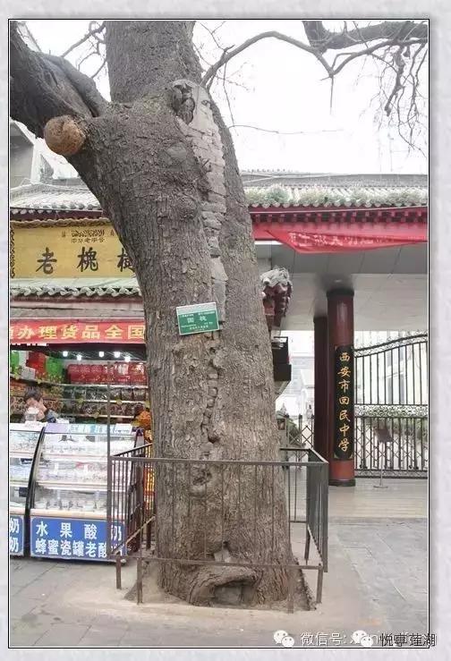 西安市回民中学的排名,2018年西安回民中学简介