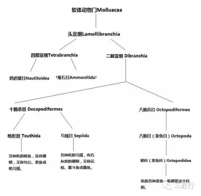鱿鱼章鱼八爪鱼墨鱼的区别,鱿鱼章鱼乌贼墨鱼哪个好吃