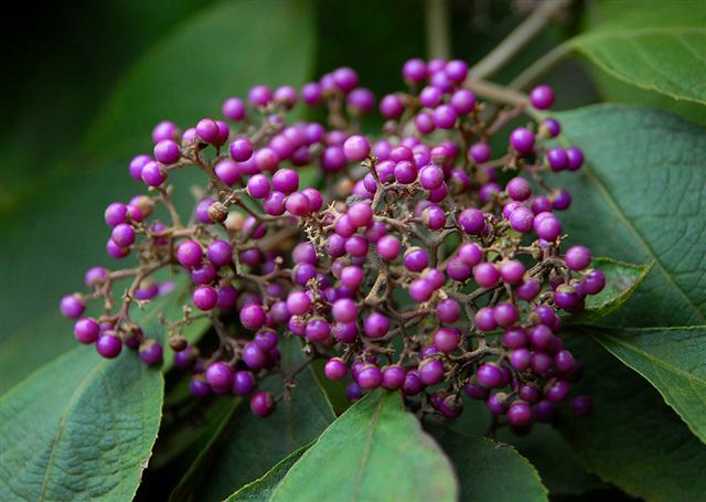 什么草驱蚊虫效果好,罗勒草有驱蚊虫的作用吗