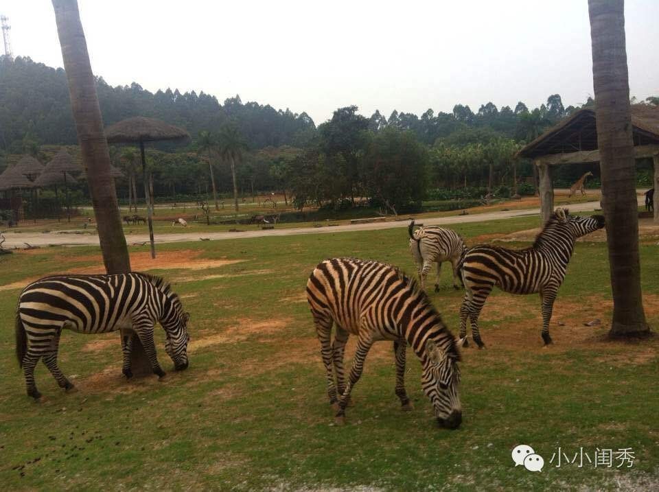 带孩子广州长隆旅游攻略,长隆动物乐园多长时间可以逛完