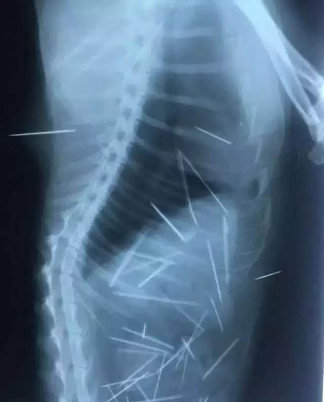 PO!闻主人臭脚狗狗转头作呕外国情侣办婚礼请1000只喵星