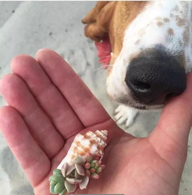 ins多肉,外国大神多肉