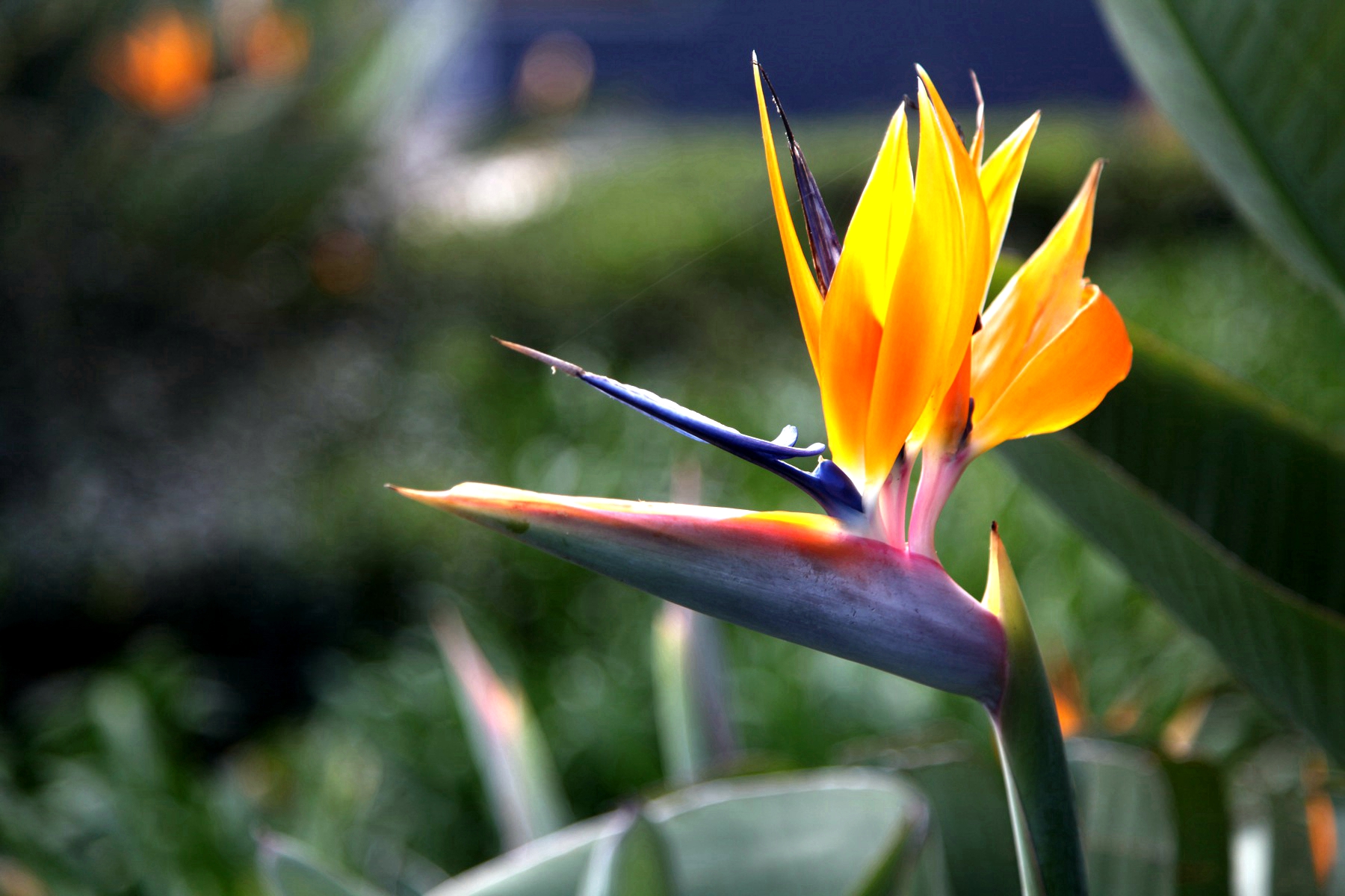 兰花玉肌翠骨、纯朴雅丽。