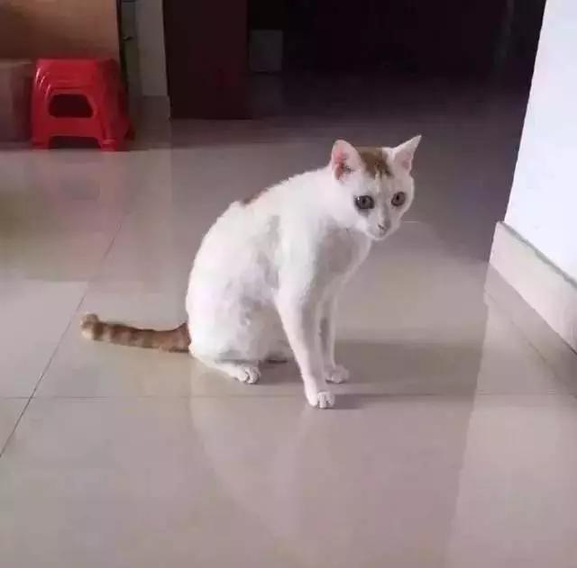 PO!闻主人臭脚狗狗转头作呕外国情侣办婚礼请1000只喵星