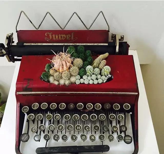 ins多肉,外国大神多肉