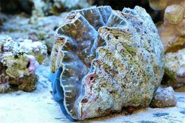 没有买卖就没有杀害别让它们消失！,1