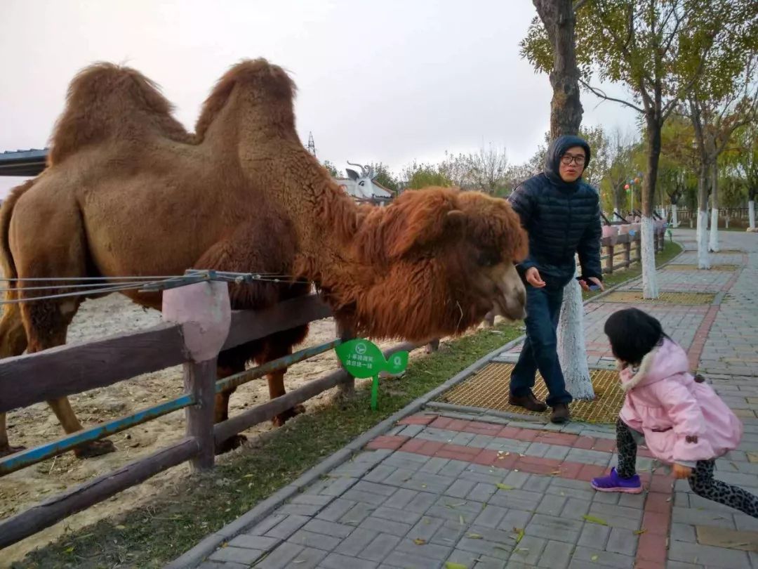 动物们嗷嗷待哺，在北京周边这个度假区里，你就是饲养员！