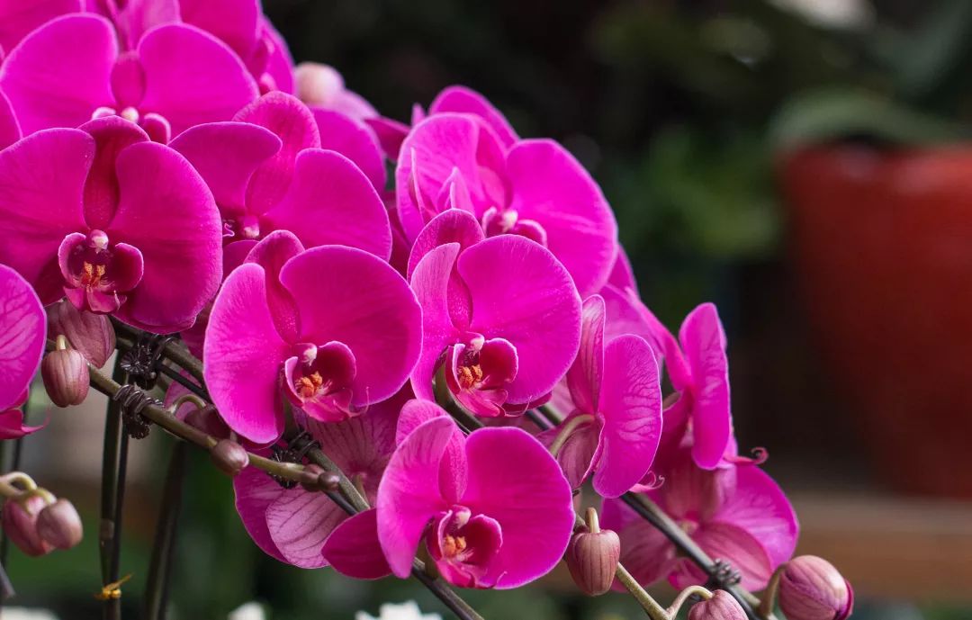 家里养的花掉叶子怎么处理,栀子花叶子发黄干枯掉叶子怎么办