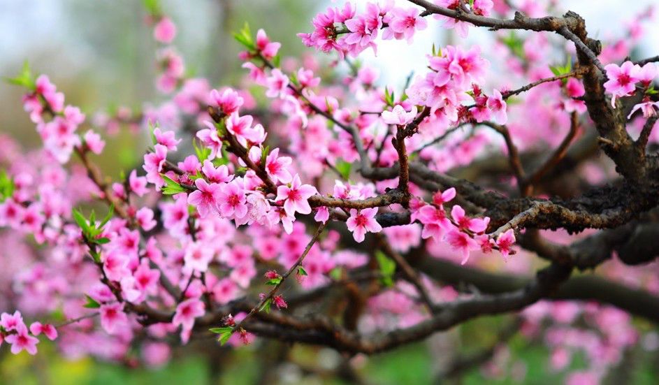 十里春风、百亩桃园,来龙泉驿,你拥有的不止这些!