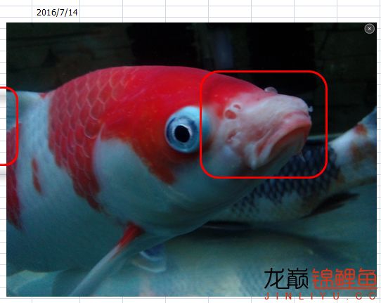 锦鲤烂嘴用庆大霉素行吗,锦鲤严重烂嘴用什么药