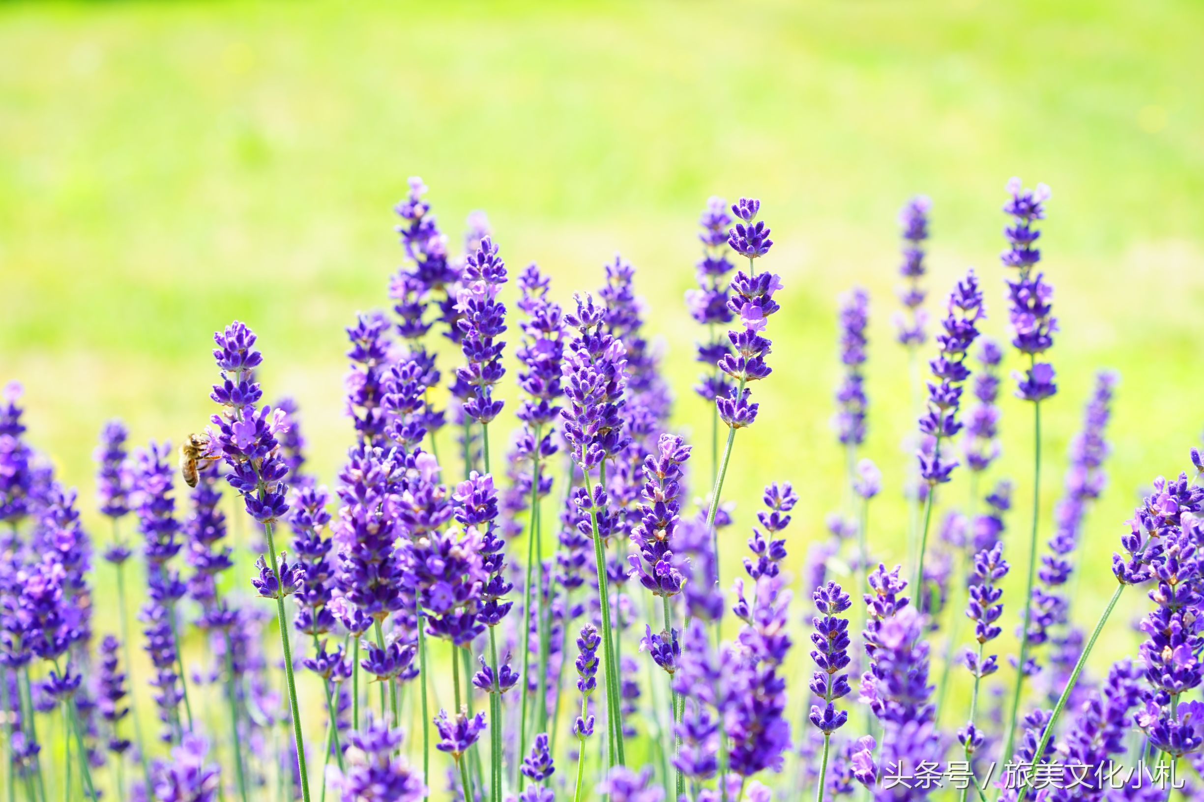 薰衣草花语代表爱情,衣草的花语是等待幸福