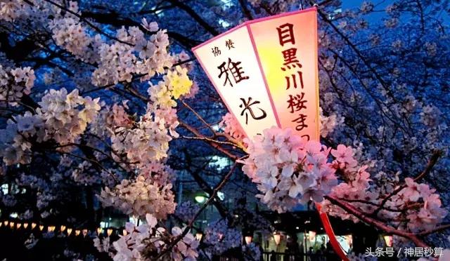 3月东京樱花,东京买房最新信息