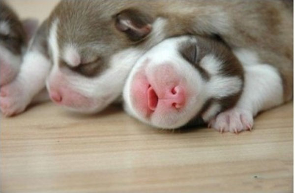 接生上万例的宠物医生：360度全方位讲解犬猫生产