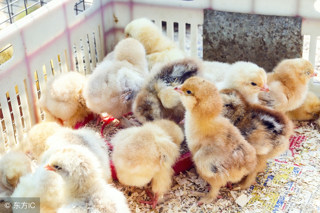 科学饲养雏鸡的两大重点是什么,雏鸡饲养与管理论述