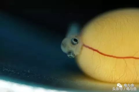 过背金龙鱼成长记录,过背金龙鱼1个月能长多少