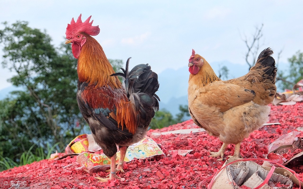 挑选种公鸡,鸡种公鸡怎么选