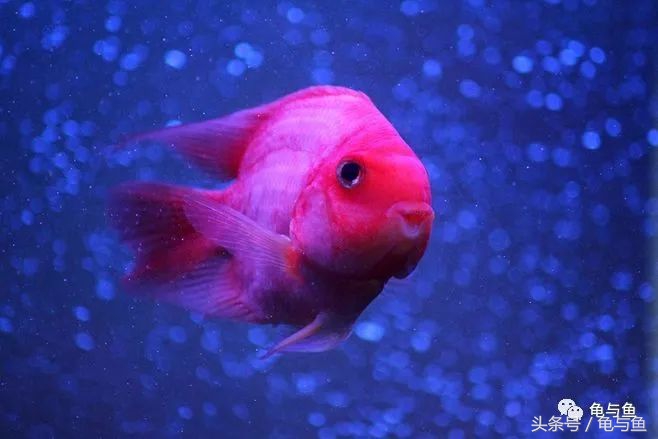 甩尾后的迷你鹦鹉鱼怎么饲养,迷你鹦鹉鱼的小鱼的饲养方法