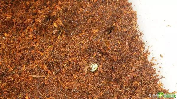 冬眠的正确疗法,冬眠的动物都怎么样越冬