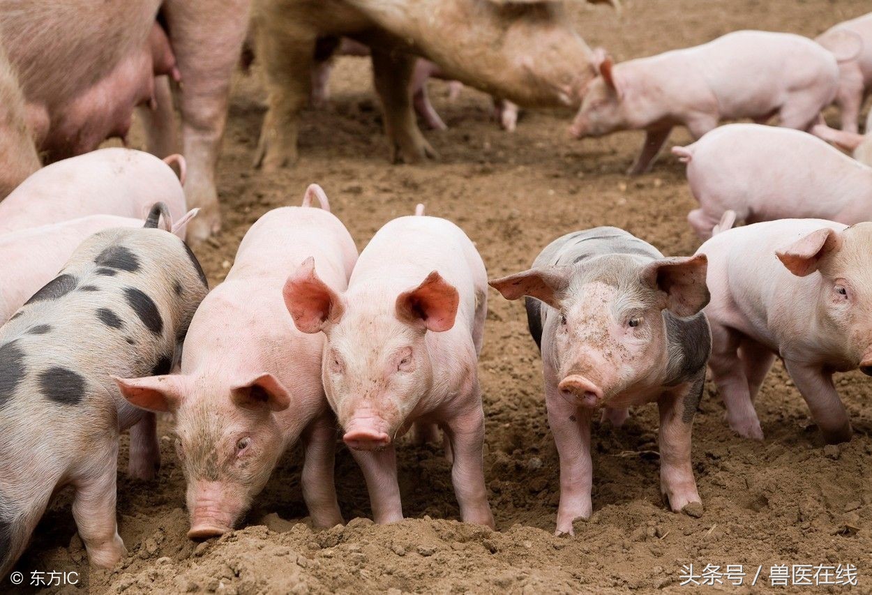 五种常见猪病的诊断全解,各种猪的症状