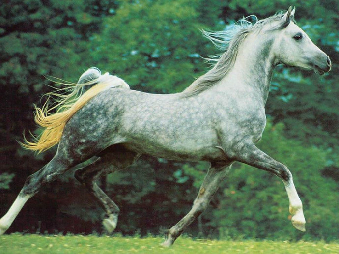 马术需要注意几个误区,观赏马有哪些