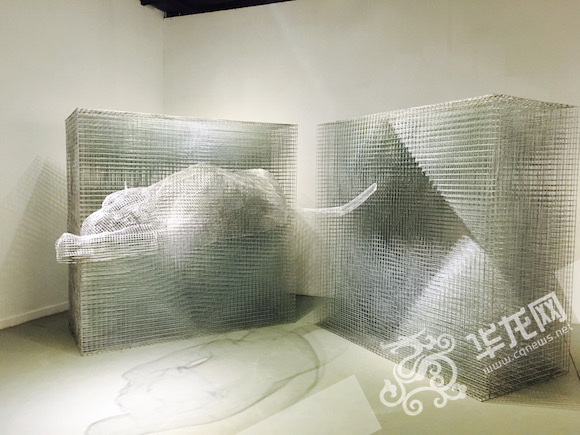 重庆一高校t台走秀,重庆高校惊现梅花鹿